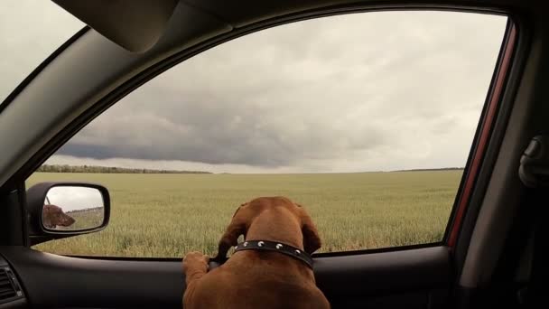 Hunden kigger ind i et bilvindue . – Stock-video