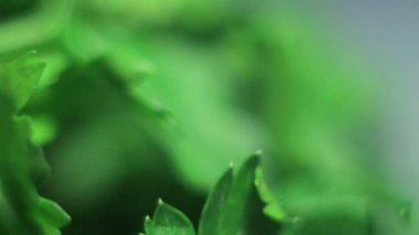 Taze yeşil potherb.macro.