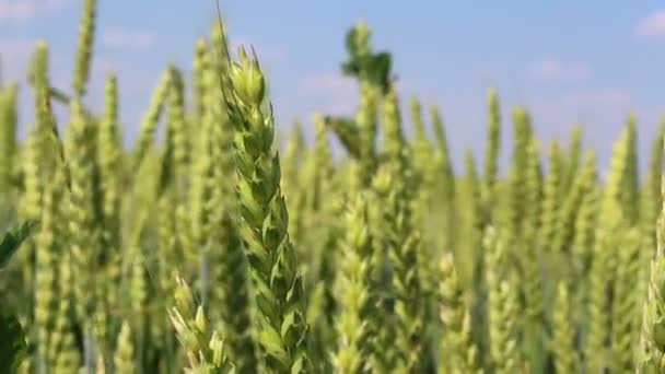 Campo de trigo en primavera día soleado . — Vídeos de Stock