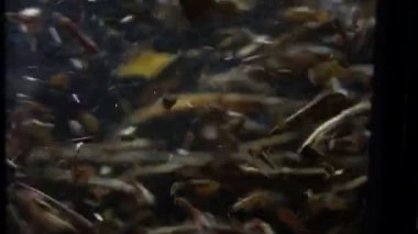 Siyah çay demlendi cam çaydanlık yaprakları.