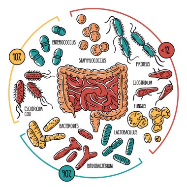 Vector infographics of the human gut microbiota clipart