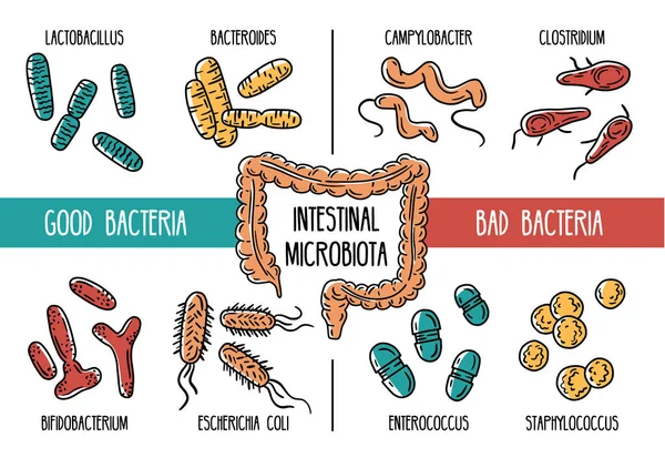 Infografías vectoriales de la microbiota intestinal humana — Vector de stock