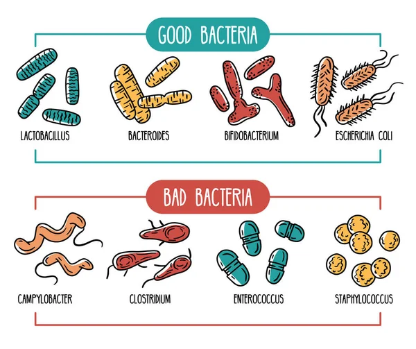 Vektor infographics av människagut microbiota — Stock vektor