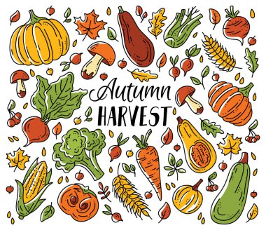 Sonbahar hasadı için sebze ve mantar seti.