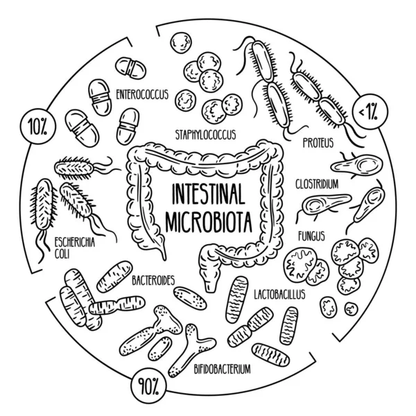 Vektor infografis dari usus manusia mikrobiota - Stok Vektor