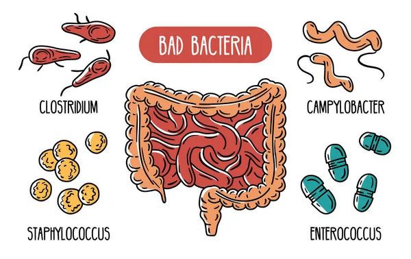 Infografías vectoriales de las bacterias intestinales humanas malas — Archivo Imágenes Vectoriales