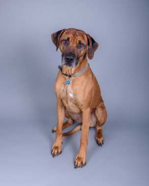 Köpek arka plan üzerinde. bir stüdyoda çekilmiş.