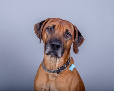 Köpek arka plan üzerinde. bir stüdyoda çekilmiş.