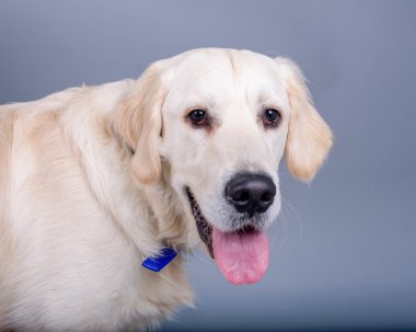 Köpek arka plan üzerinde. bir stüdyoda çekilmiş.