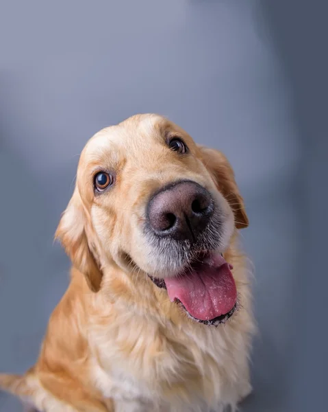 Köpek arka plan üzerinde. bir stüdyoda çekilmiş.