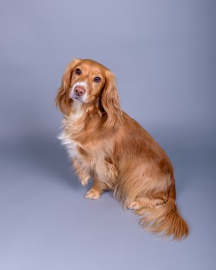 Köpek arka plan üzerinde. bir stüdyoda çekilmiş.