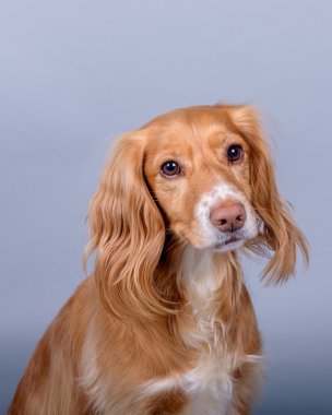 Köpek arka plan üzerinde. bir stüdyoda çekilmiş.