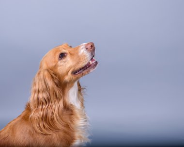 Köpek arka plan üzerinde. bir stüdyoda çekilmiş.