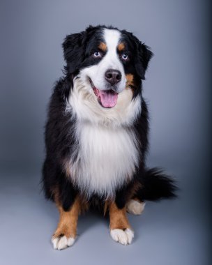 Köpek arka plan üzerinde. bir stüdyoda çekilmiş.