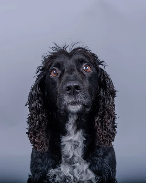 Hund på bakgrunden. tagna i en studio. — Stockfoto