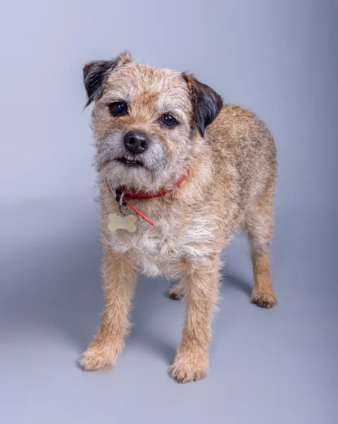 Dog on background. taken in a studio. — Stock Photo, Image