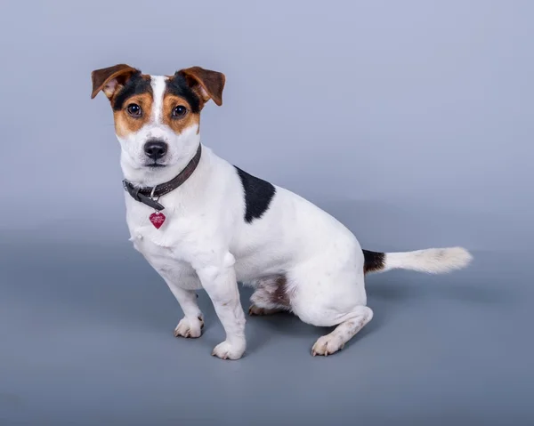 Dog on background. taken in a studio. — Stock Photo, Image