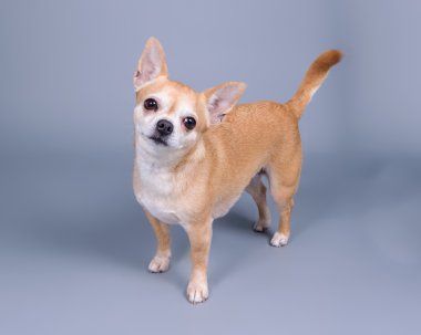 Köpek arka plan üzerinde. bir stüdyoda çekilmiş.