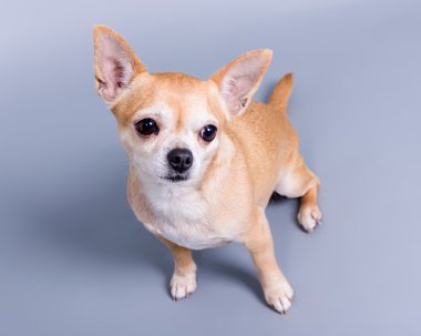 Köpek arka plan üzerinde. bir stüdyoda çekilmiş.