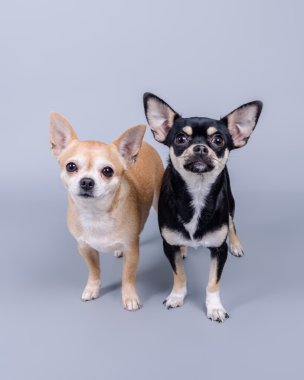 Köpek arka plan üzerinde. bir stüdyoda çekilmiş.