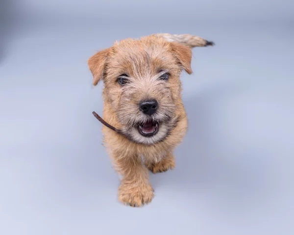 Cão no fundo. tomado em um estúdio . — Fotografia de Stock