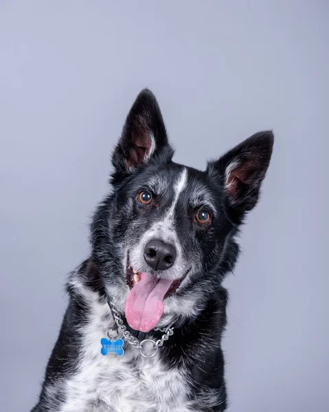 Köpek arka plan üzerinde. bir stüdyoda çekilmiş.