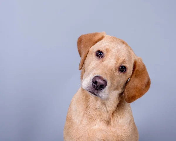 Köpek arka plan üzerinde. bir stüdyoda çekilmiş.