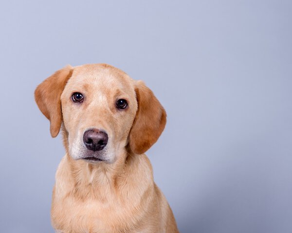 Dog on background. taken in a studio.