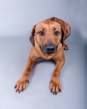 Köpek arka plan üzerinde. bir stüdyoda çekilmiş.