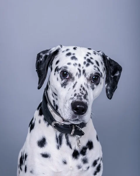 Köpek arka plan üzerinde. bir stüdyoda çekilmiş.