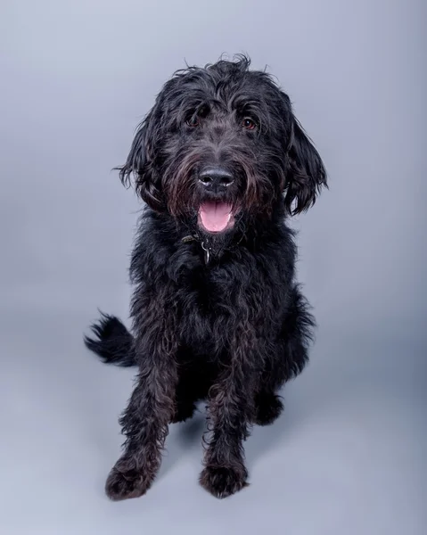 Cão no fundo. tomado em um estúdio . — Fotografia de Stock