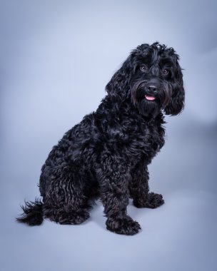 Köpek arka plan üzerinde. bir stüdyoda çekilmiş.