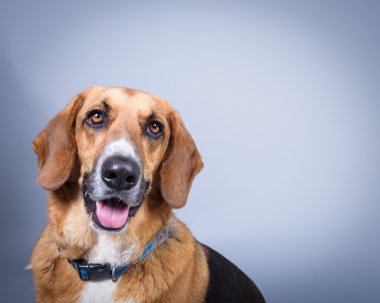 Köpek arka plan üzerinde. bir stüdyoda çekilmiş.