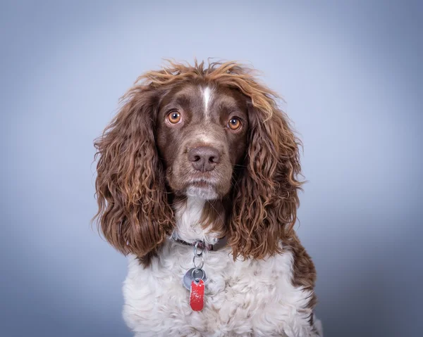 Köpek arka plan üzerinde. bir stüdyoda çekilmiş.