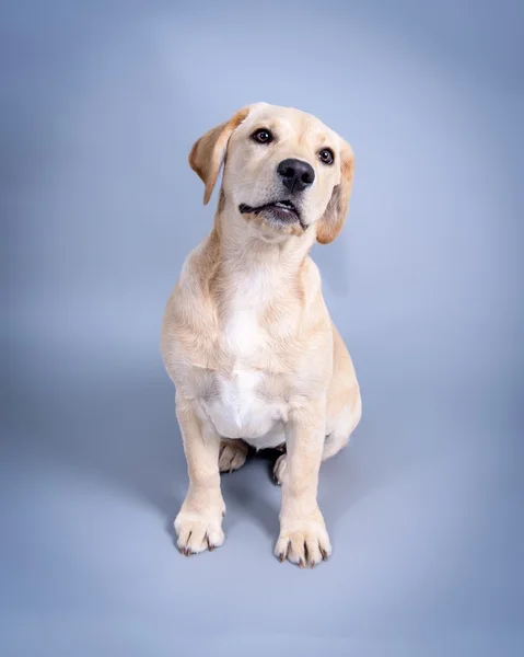 Köpek arka plan üzerinde. bir stüdyoda çekilmiş.