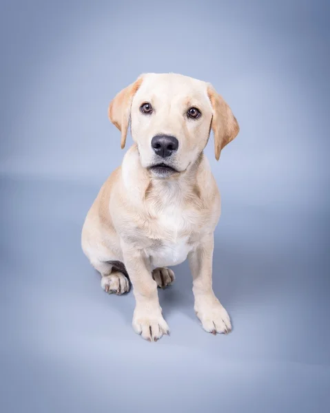 Köpek arka plan üzerinde. bir stüdyoda çekilmiş.