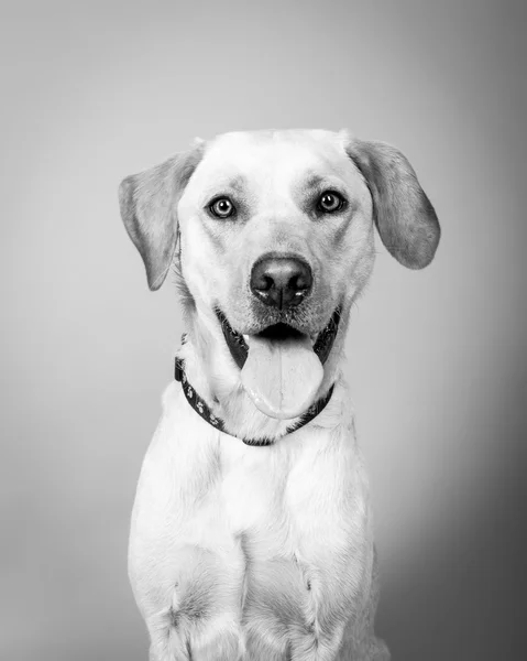 Cão no fundo. tomado em um estúdio . — Fotografia de Stock