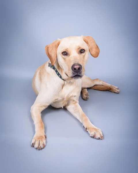 Cão no fundo. tomado em um estúdio . — Fotografia de Stock