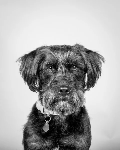 Dog on background. taken in a studio. — Stock Photo, Image