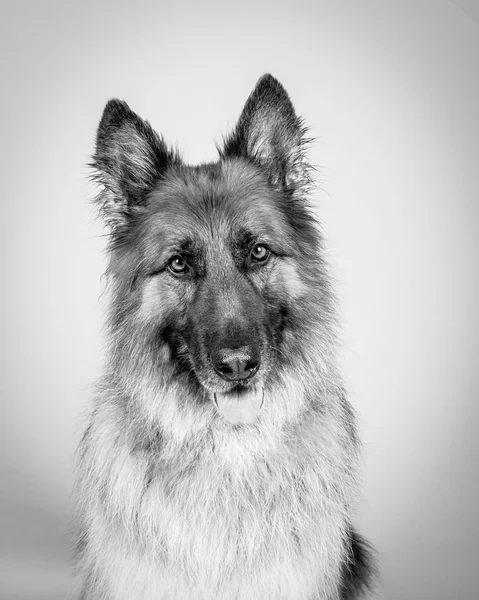 Hund im Hintergrund. aufgenommen in einem Studio. — Stockfoto