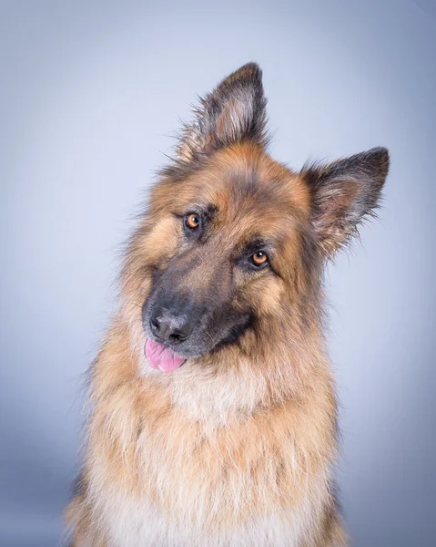 Hond op achtergrond. genomen in een studio. — Stockfoto