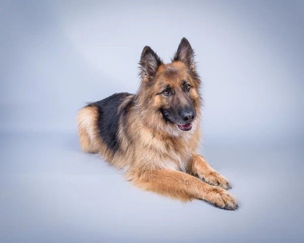 Cão no fundo. tomado em um estúdio . — Fotografia de Stock