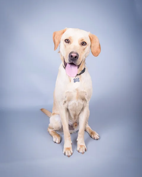 Hund im Hintergrund. aufgenommen in einem Studio. lizenzfreie Stockfotos