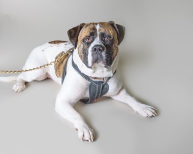 Köpek arka plan üzerinde. bir stüdyoda çekilmiş.
