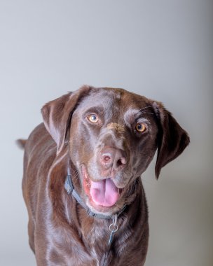 Köpek arka plan üzerinde. bir stüdyoda çekilmiş.