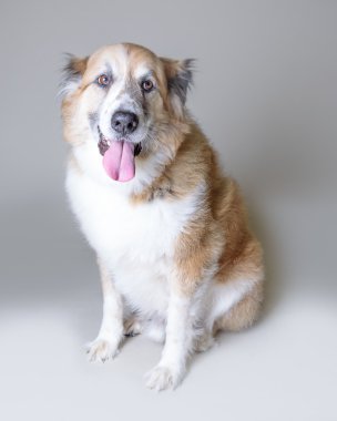 Köpek arka plan üzerinde. bir stüdyoda çekilmiş.