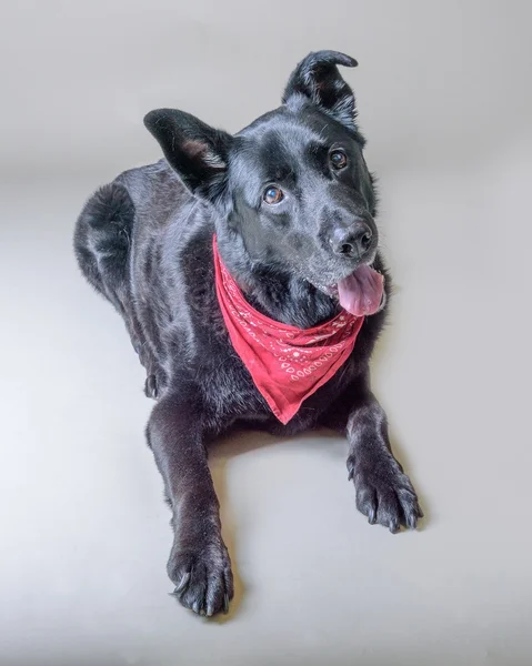 Cão no fundo. tomado em um estúdio . — Fotografia de Stock