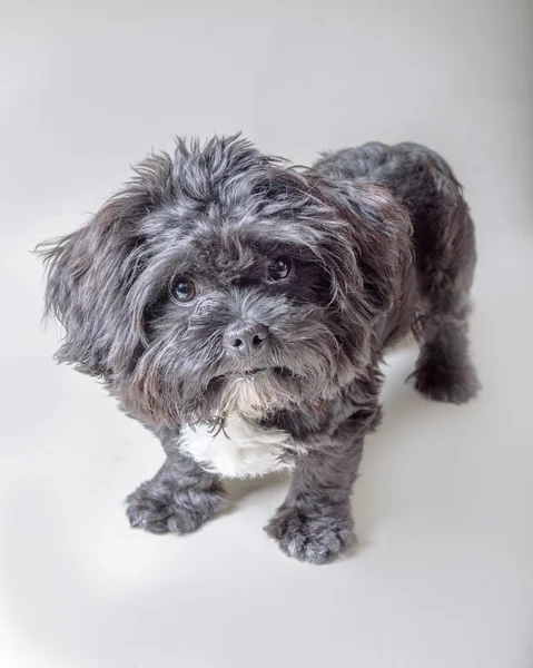 Dog on background. taken in a studio. — Stock Photo, Image