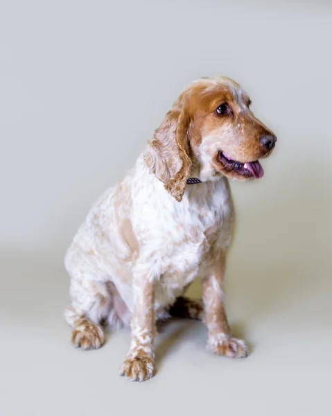 Hond op achtergrond. genomen in een studio. — Stockfoto