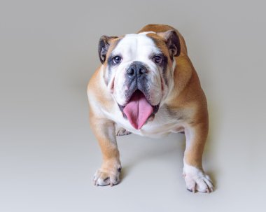 Köpek arka plan üzerinde. bir stüdyoda çekilmiş.